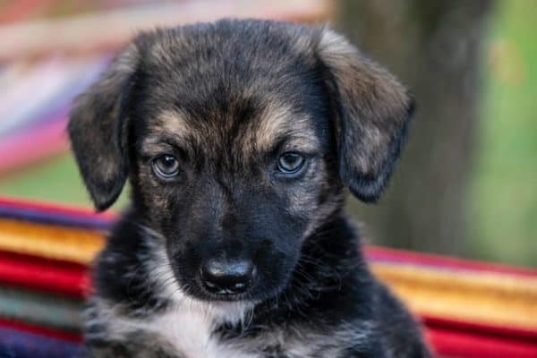 Blue-German-Shepherd-puppy