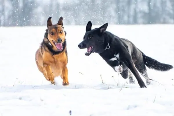 Blue-German-Shepherd-and-german-shepherd-playing-in-snow