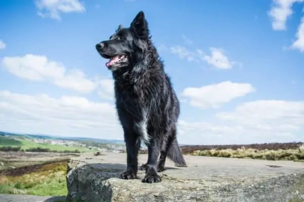 Blue-German-Shepherd