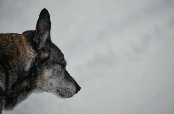 Blue-German-Shepherd