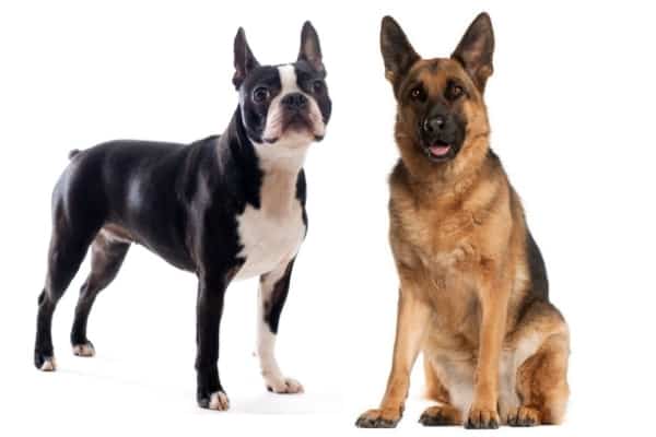 Boston-Terrier-German-Shepherd-Mix