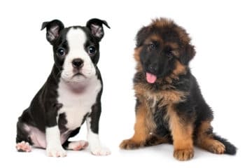 Boston Terrier German Shepherd Mix: the Powerful, Personable and People ...