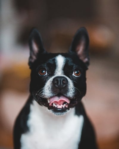 Boston-Terrier-German-Shepherd-Mix