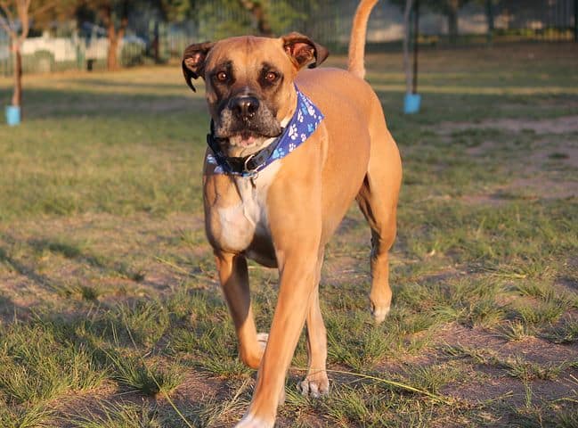 Bullmastiff-Standing