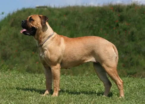 Bullmastiff-Side-View