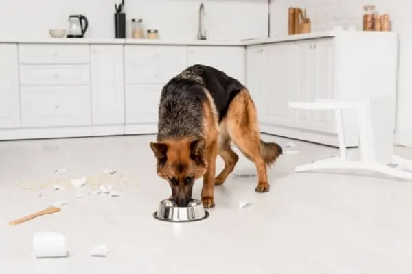 German-Shepherds-Eating-Nutritious -Food