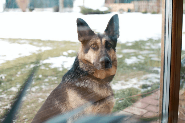 Can-German-Shepherds-Eat-Eggs