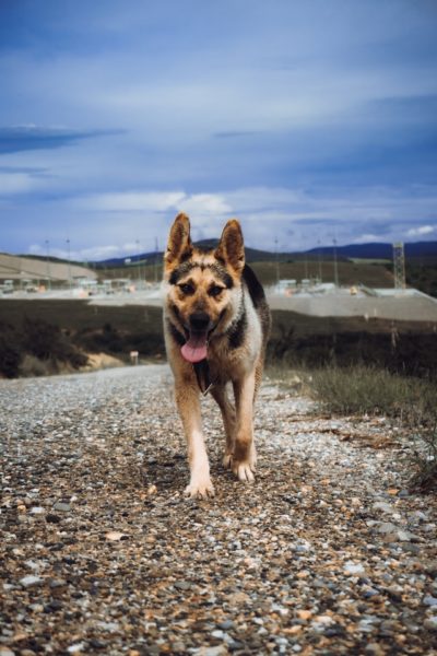 Can-German-Shepherds-Eat-Peanut-Butter