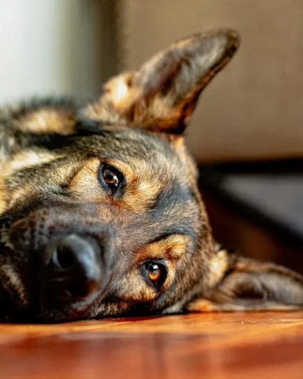 Can-German-Shepherds-Eat-Peanut-Butter