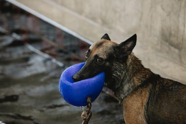 Can-German-Shepherds-Swim