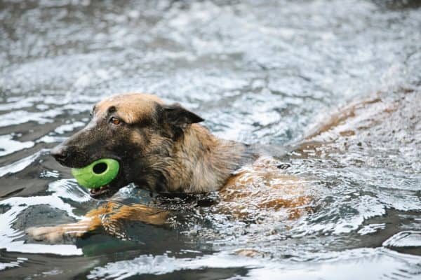 Can-German-Shepherds-Swim