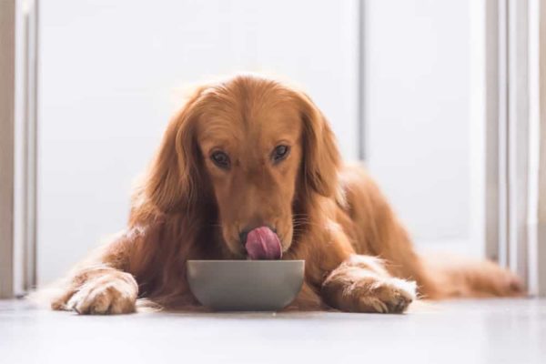 Can-I-Feed-My-Dog-Chicken-And-Rice-Everyday