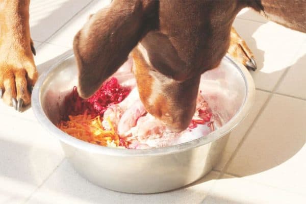 Can-I-Feed-My-Dog-Chicken-And-Rice-Everyday