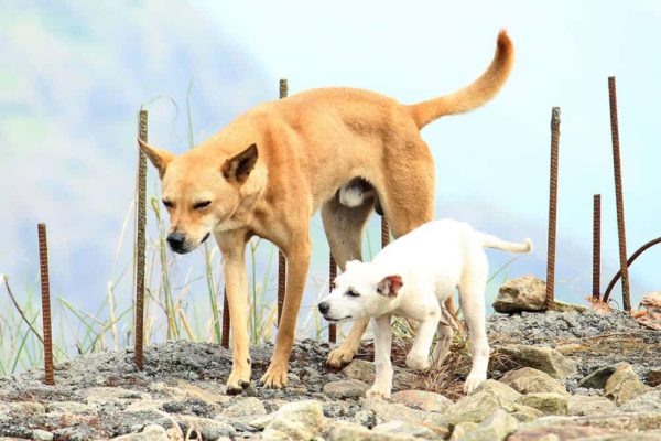 Can-You-Breed-A-Father-Dog-With-His-Daughter