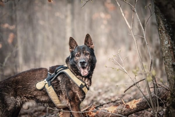 German-Shepherd-Hunter