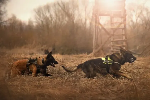 Can-a-German-Shepherd-Be-a-Hunting-Dog