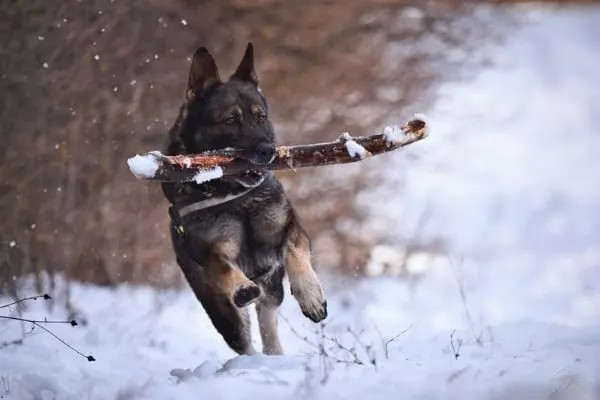 Can-a-German-Shepherd-Be-a-Hunting-Dog