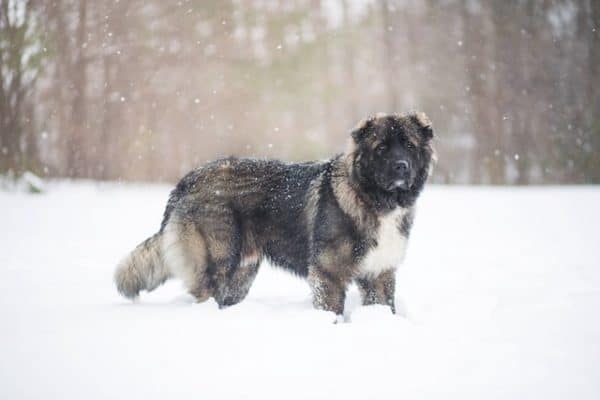 Caucasian-Shepherd-standing-in-the-snow