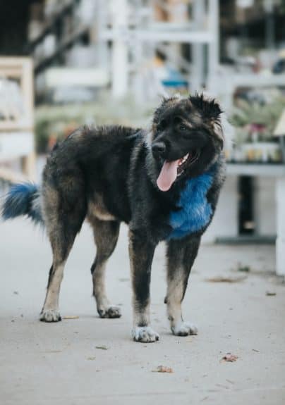 Caucasian-Shepherd-Vs-German-Shepherd