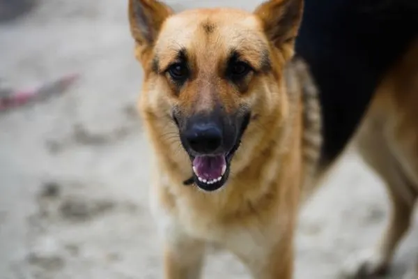 caucasian-shepherd-vs-german-shepherd