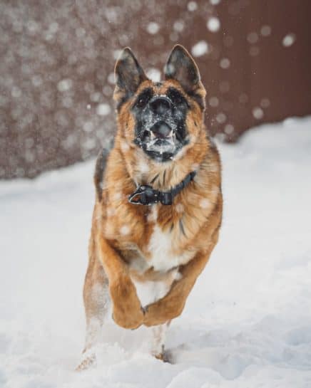 German-Shepherd-running-through-the-snow