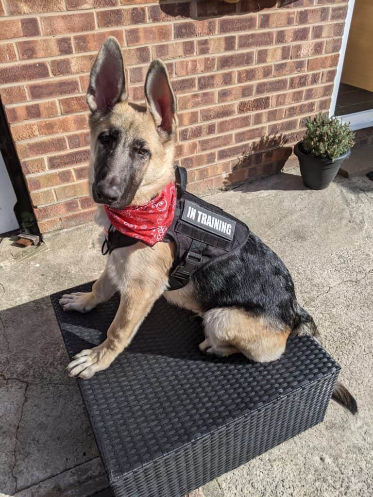 DDR-german-shepherd-sitting-on-chair