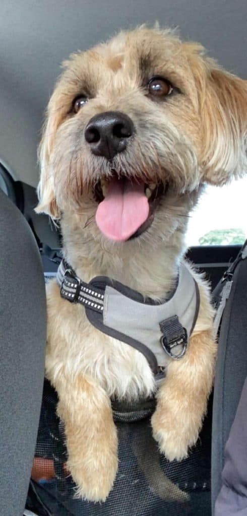 Do-Dogs-Laugh-And-How-To-Make-Your-Dog-Laugh