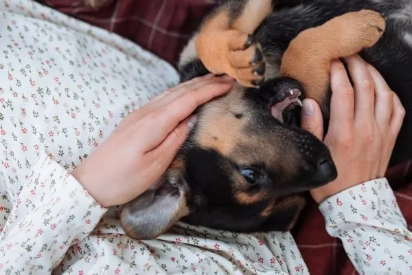 Do-German-Shepherds-Bite-Their-Owners