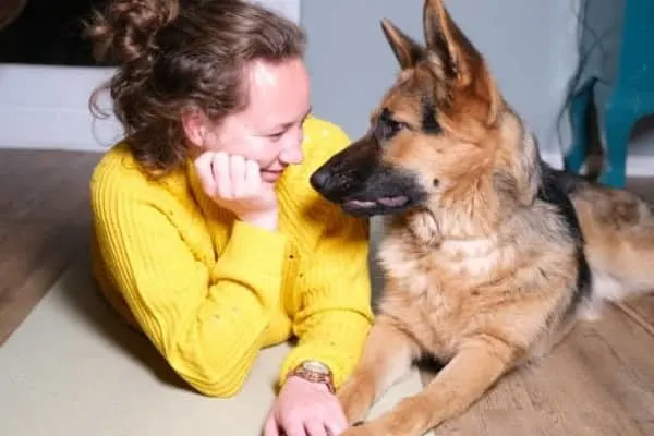 Do-German-Shepherds-Like-To-Cuddle-And-Why
