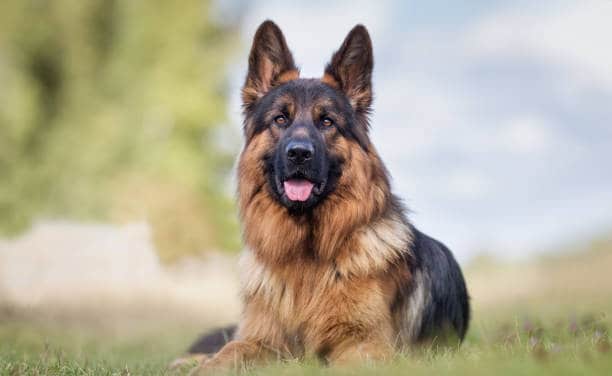 Do-German-Shepherds-Shed-a-Lot