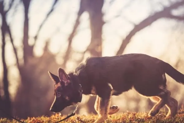 Do-German-Shepherds-Smell