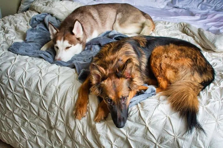 German-Shepherd-and-Huskie-Lying-in-Bed
