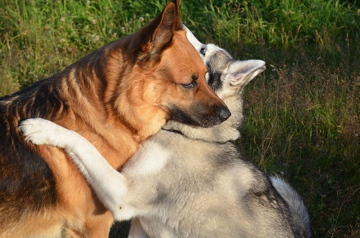 Do-German-Shepherds-and-Huskies-Get-Along