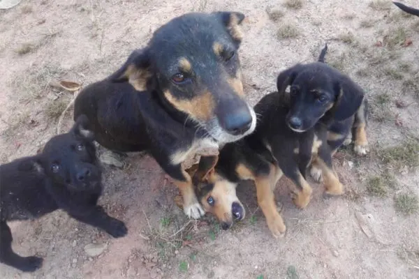 mom dog with some puppies