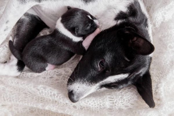 how soon can puppies leave their mom