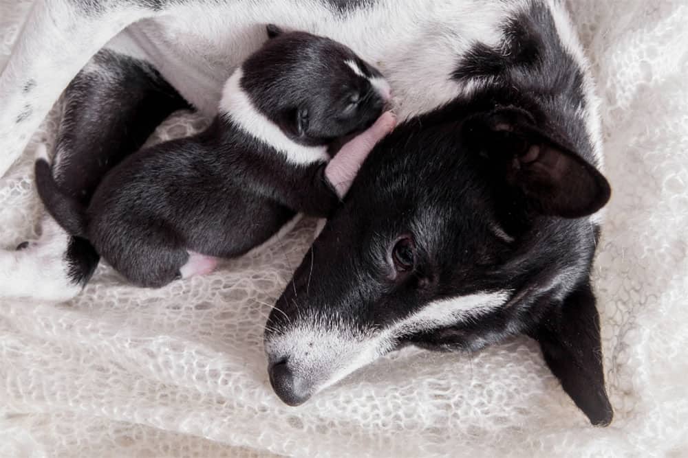 do dogs get depressed with a new baby