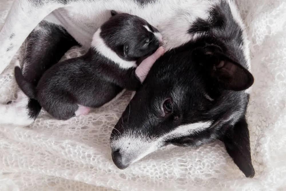 A Guide On Puppies Leaving Their Mothers. Do Mom Dogs Miss Their Puppies When They Leave? 1 Do-Mom-Dogs-Get-Sad-When-Their-Puppies-Leave-Do-Mother-Dogs-Miss-Their-Puppies