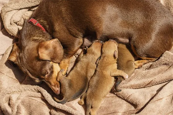 mom dog sleeping while puppies trying to drink milk