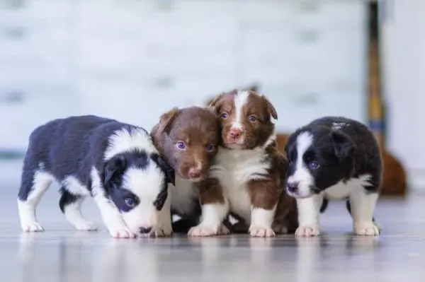 Do-Puppies-Miss-Their-Siblings-Do-Puppies-Miss-Their-Littermates