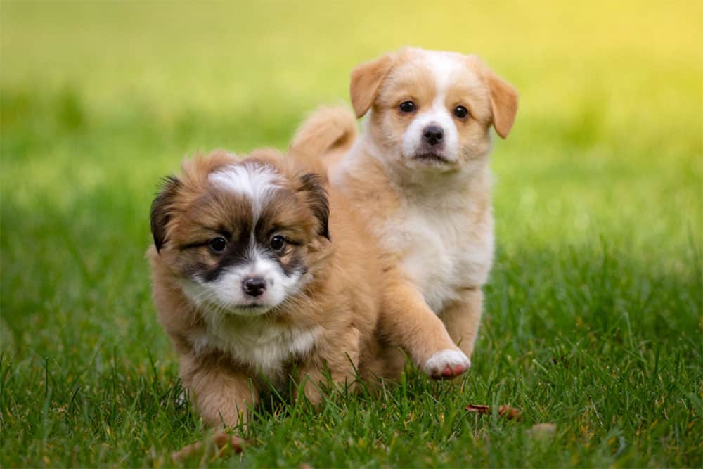 Do-Puppies-Miss-Their-Siblings-Do-Puppies-Miss-Their-Littermates
