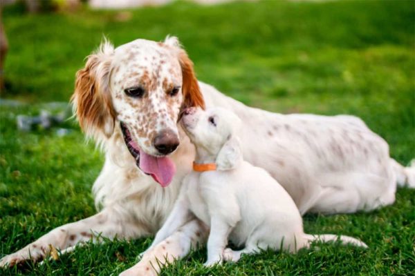 Does-A-Father-Dog-Know-His-Puppies-Do-Male-Dogs-Know-Their-Puppies