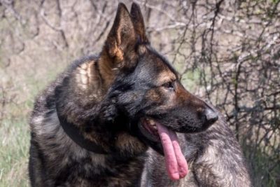 Dutch Shepherd Border Collie Mix