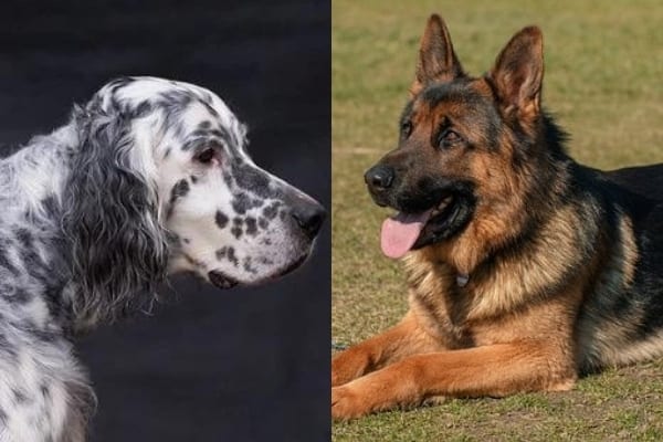 German-Shepherd-and-English-Setter-In-One-Photo