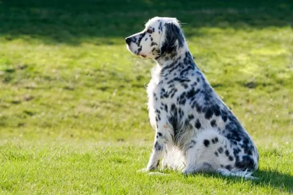 English-Setter-Sitting-Side-View