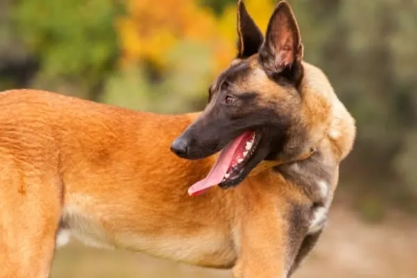 Female-Belgian-Malinois