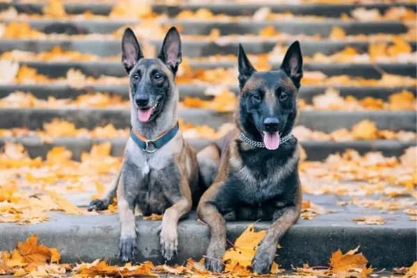 Female-Vs-Male-Belgian-Malinois