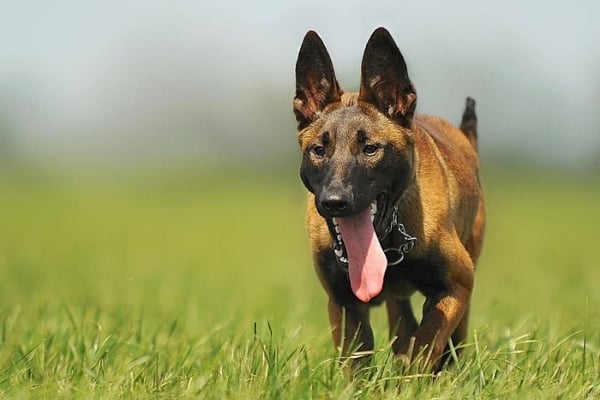 Female-Vs-Male-Belgian-Malinois