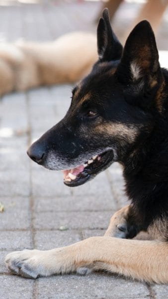 French-Bulldog-German-Shepherd-Mix