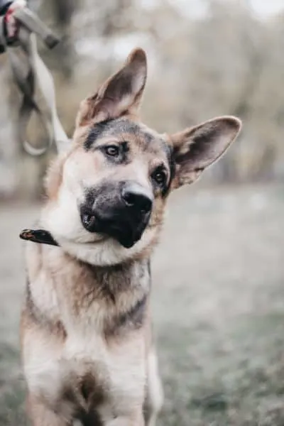 French-Bulldog-German-Shepherd-Mix