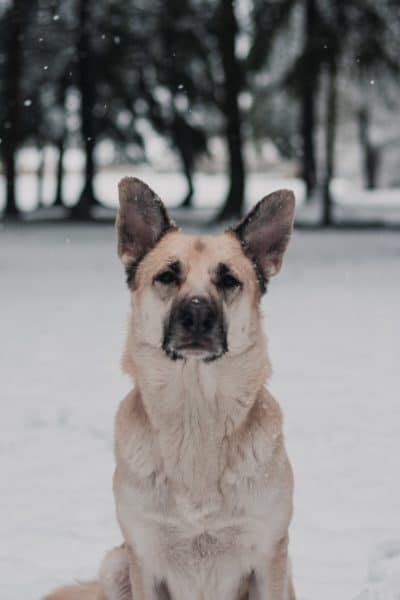 French-Bulldog-German-Shepherd-Mix